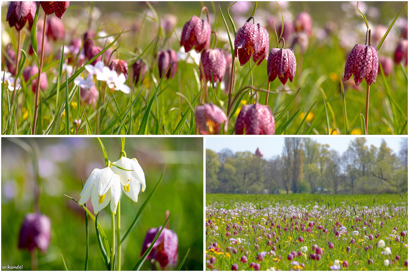 die Schachbrettblumenwiese