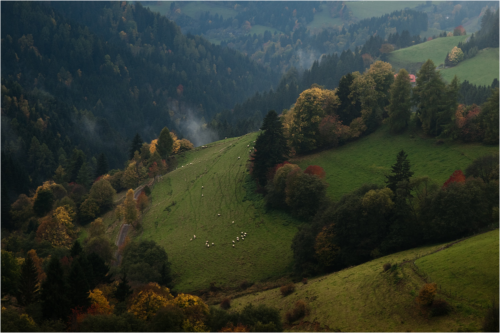 die Schäfchenweide