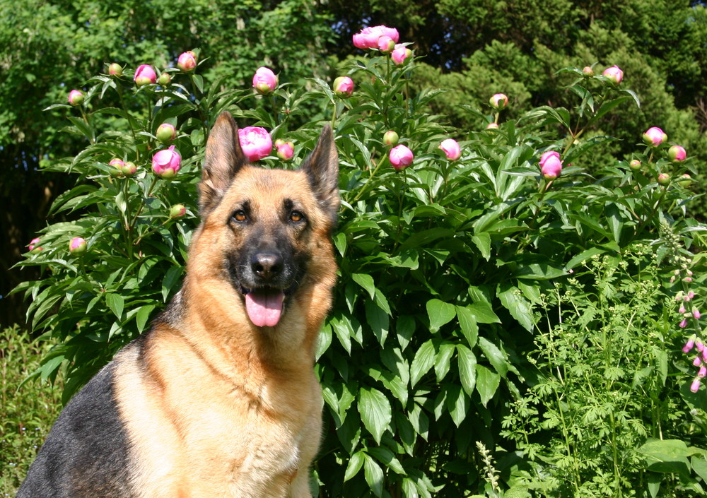 Die Schäferhündin meiner Oma im Garten meiner Oma