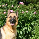 Die Schäferhündin meiner Oma im Garten meiner Oma