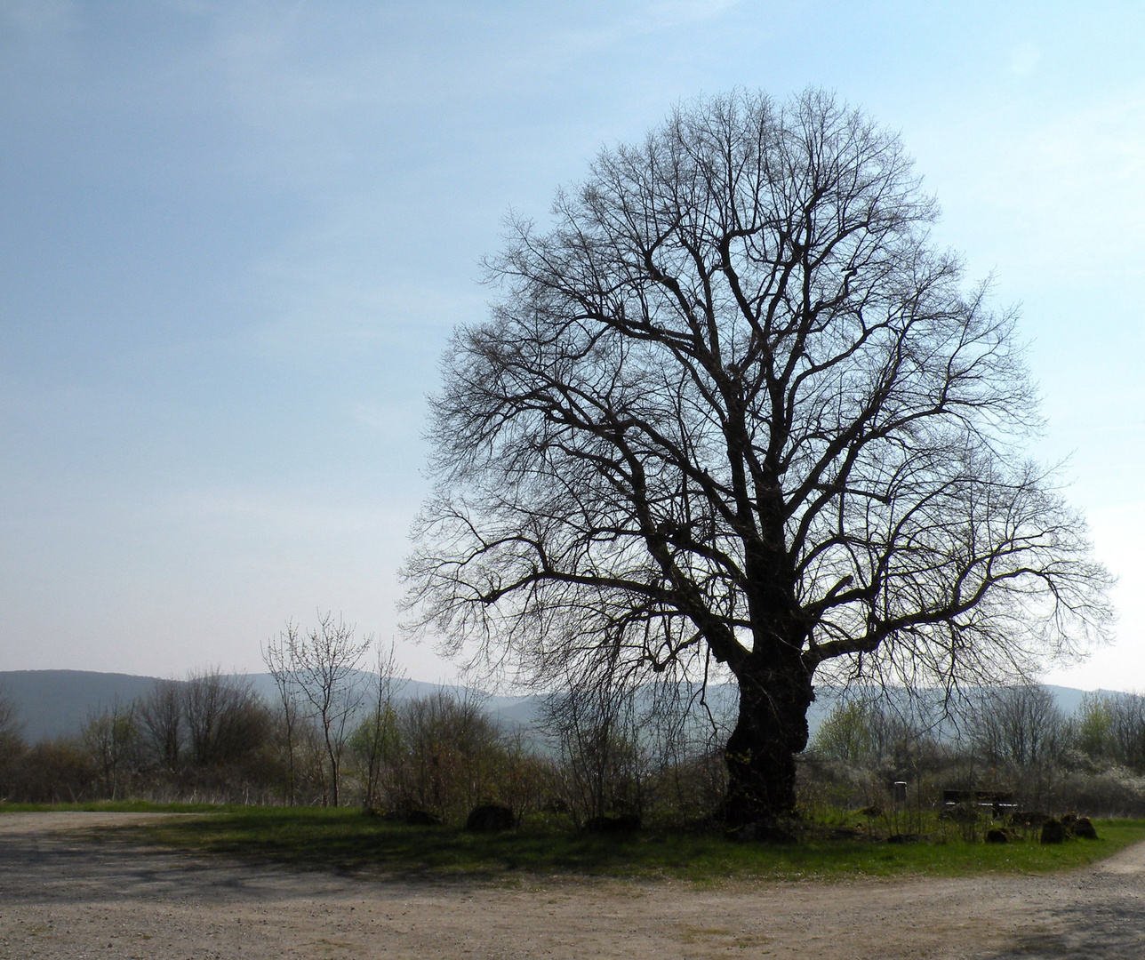 Die Schäferlinde auf dem Northeimer Sultmer-Berg