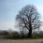 Die Schäferlinde auf dem Northeimer Sultmer-Berg