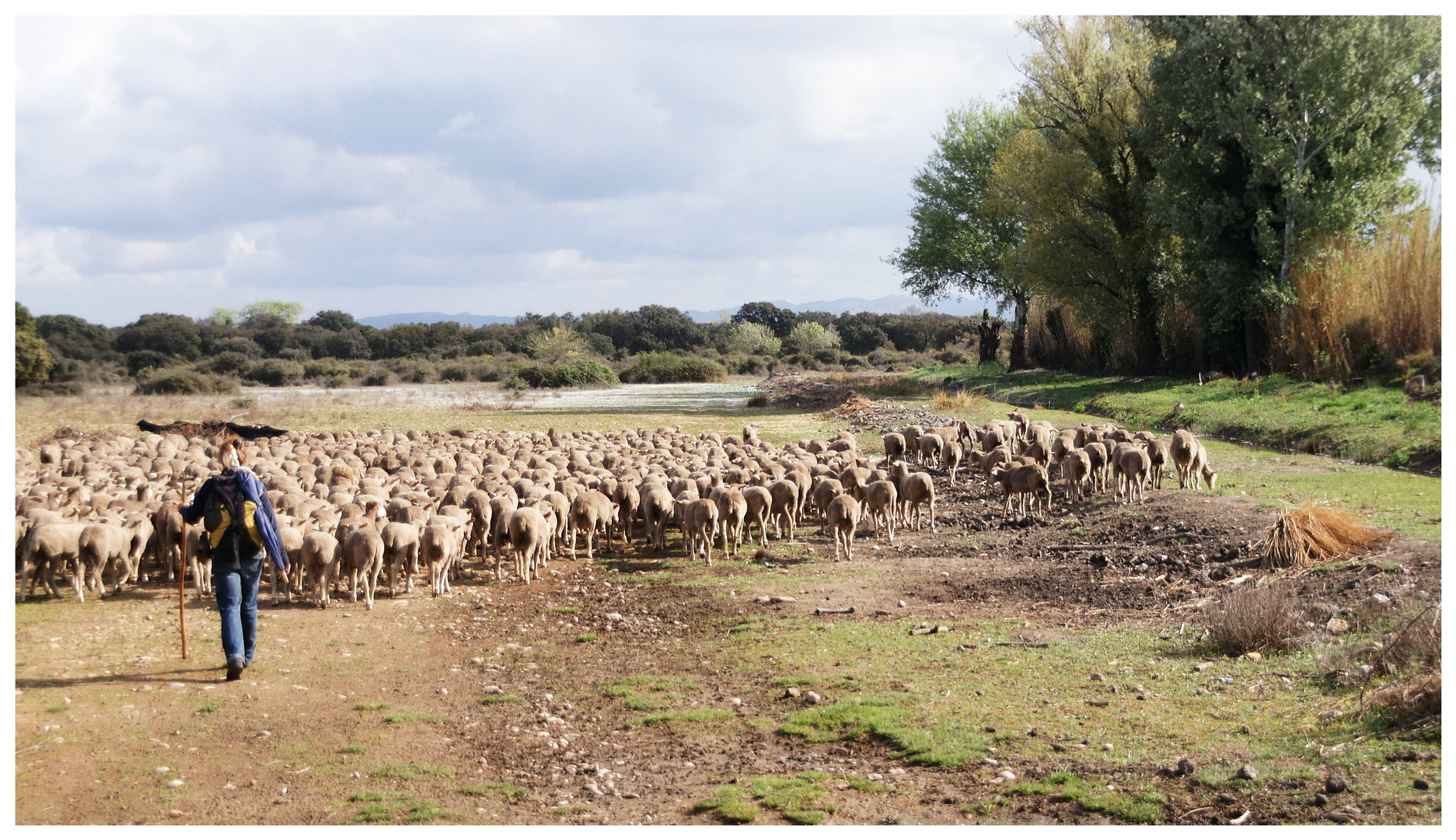 Die Schafe der Crau