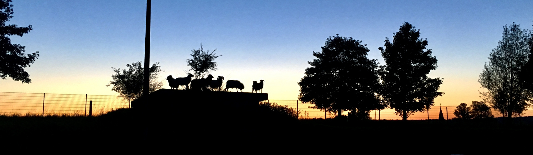 Die Schafe haben sich beim Sonnenuntergang den besten Platz gesucht