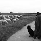 die Schafe hüten