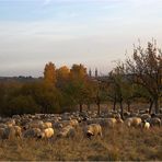 Die Schafe im Kirdorfer Feld