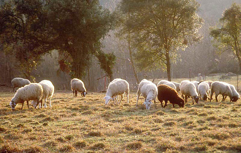 Die Schafe im Licht von Chantal Togni