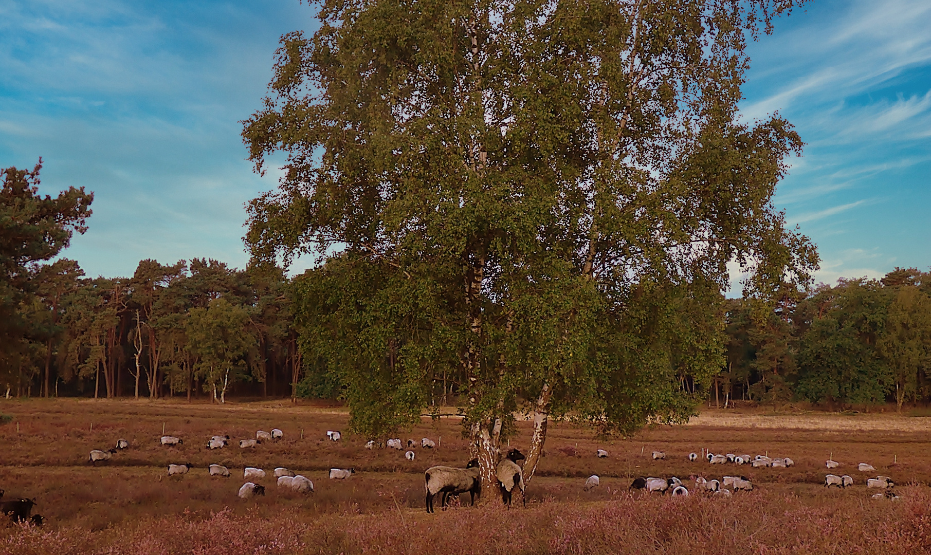 Die Schafe in der Westruper Heide . . .