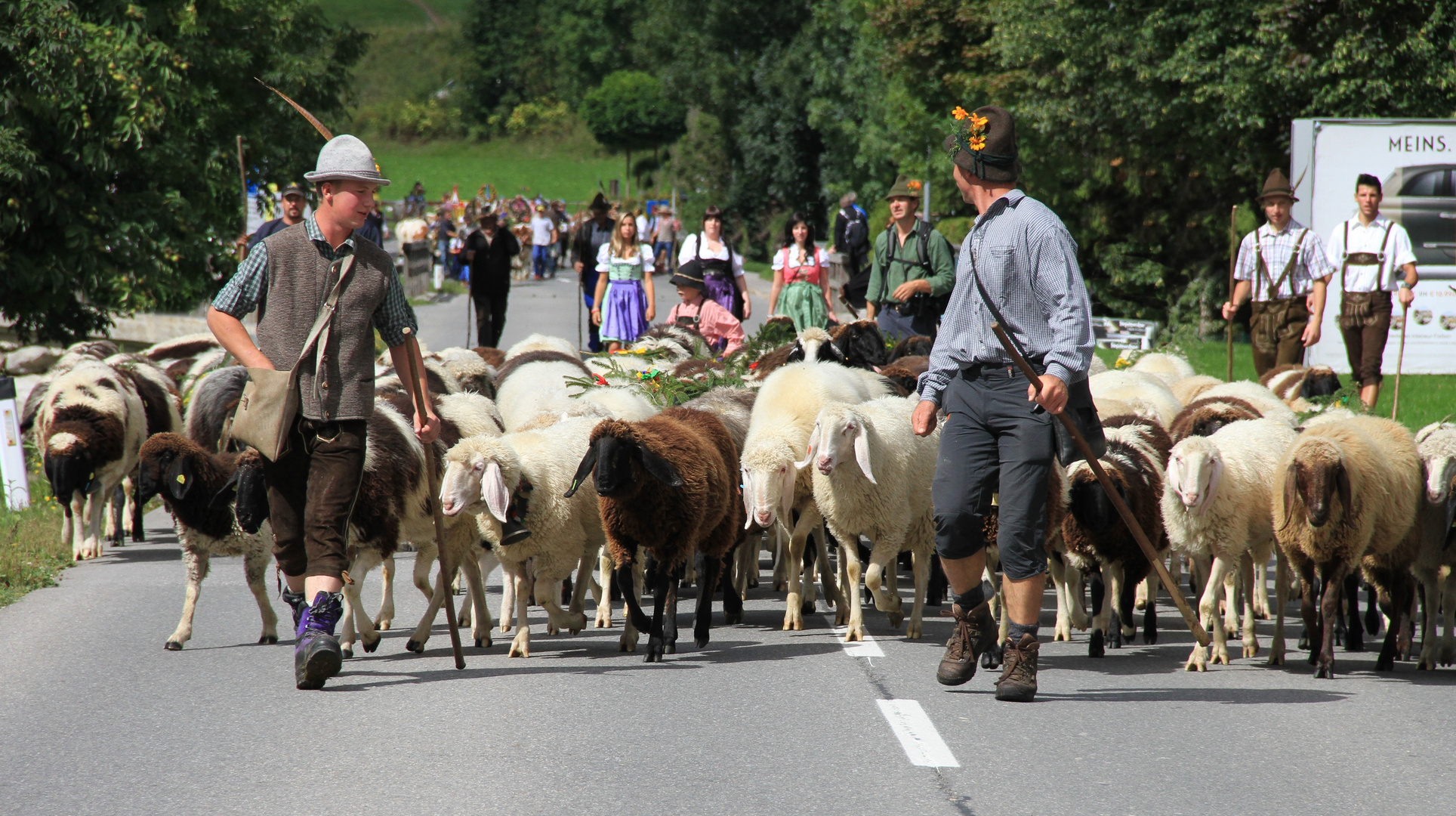 Die Schafe kommen von der Alm herunter..