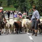 Die Schafe kommen von der Alm herunter..