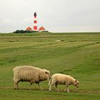 Die Schafe und der Leuchtturm