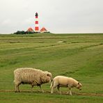 Die Schafe und der Leuchtturm