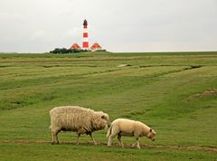 Die Schafe und der Leuchtturm