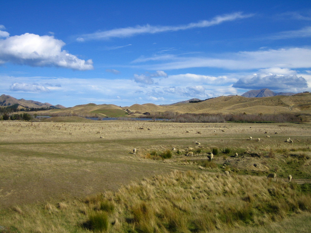 Die Schafe und ihr braunes Gras