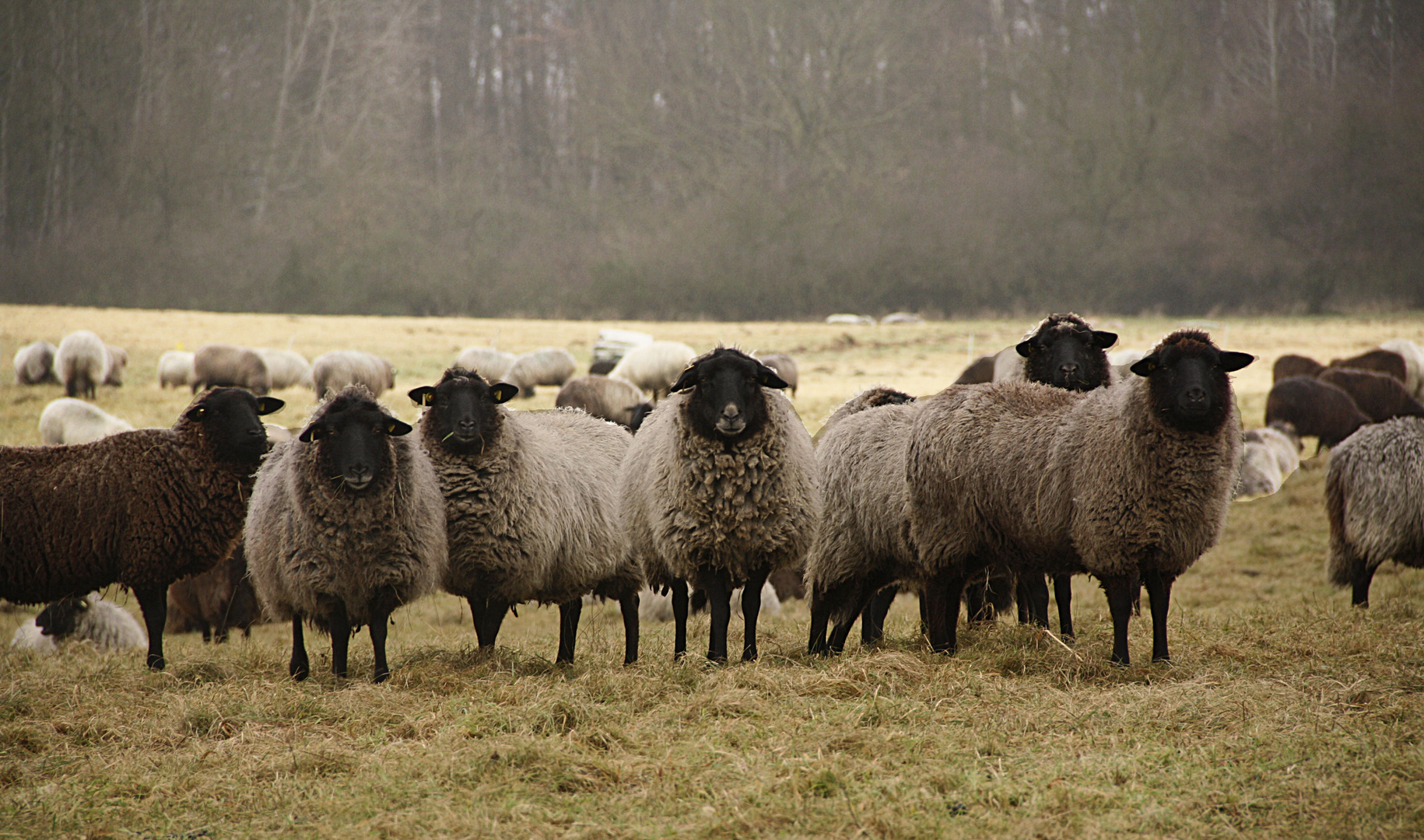 Die Schafe vom Hullerbusch