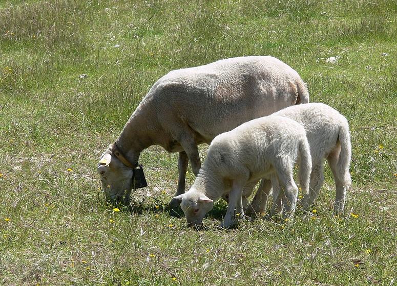 ....die Schafe von Can Guillo....