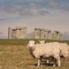 Die Schafe von Stonehenge