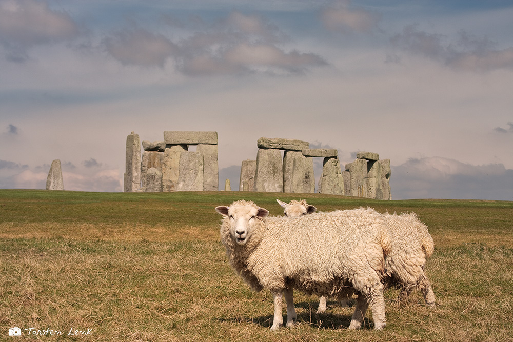 Die Schafe von Stonehenge