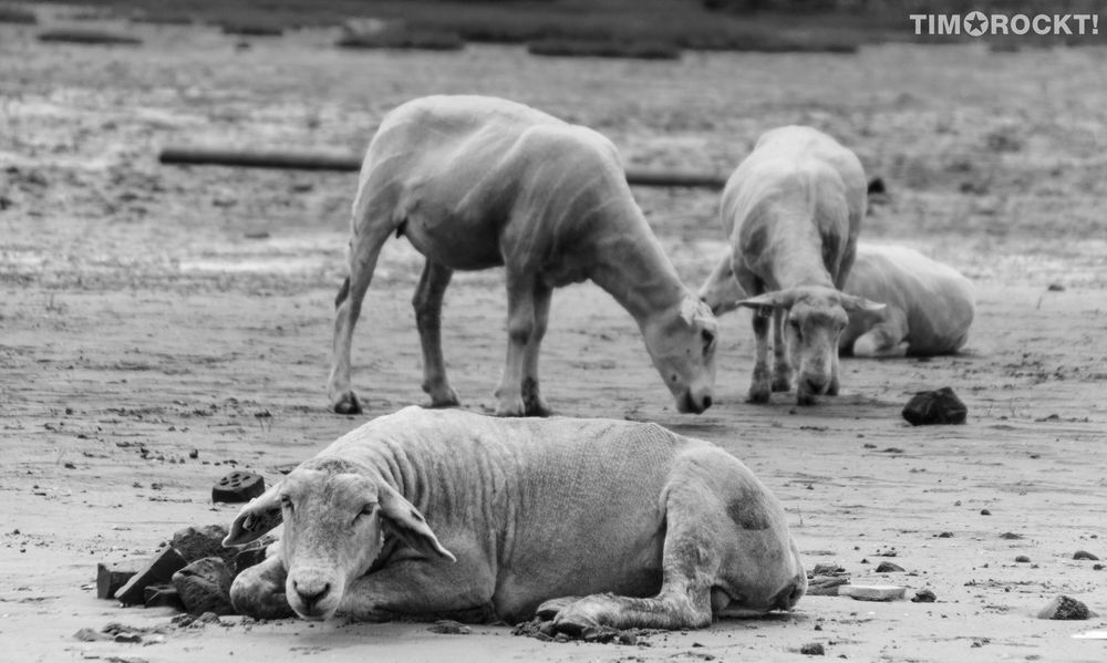 Die Schafe von Sylt