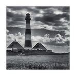 Die Schafe von Westerhever