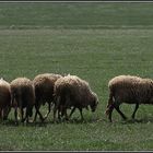 Die Schafherde