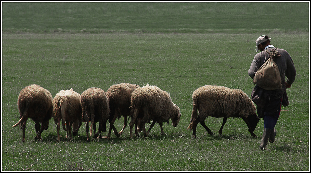 Die Schafherde