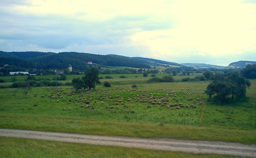 Die Schafherde aus dem Leinetal. ( 1 )