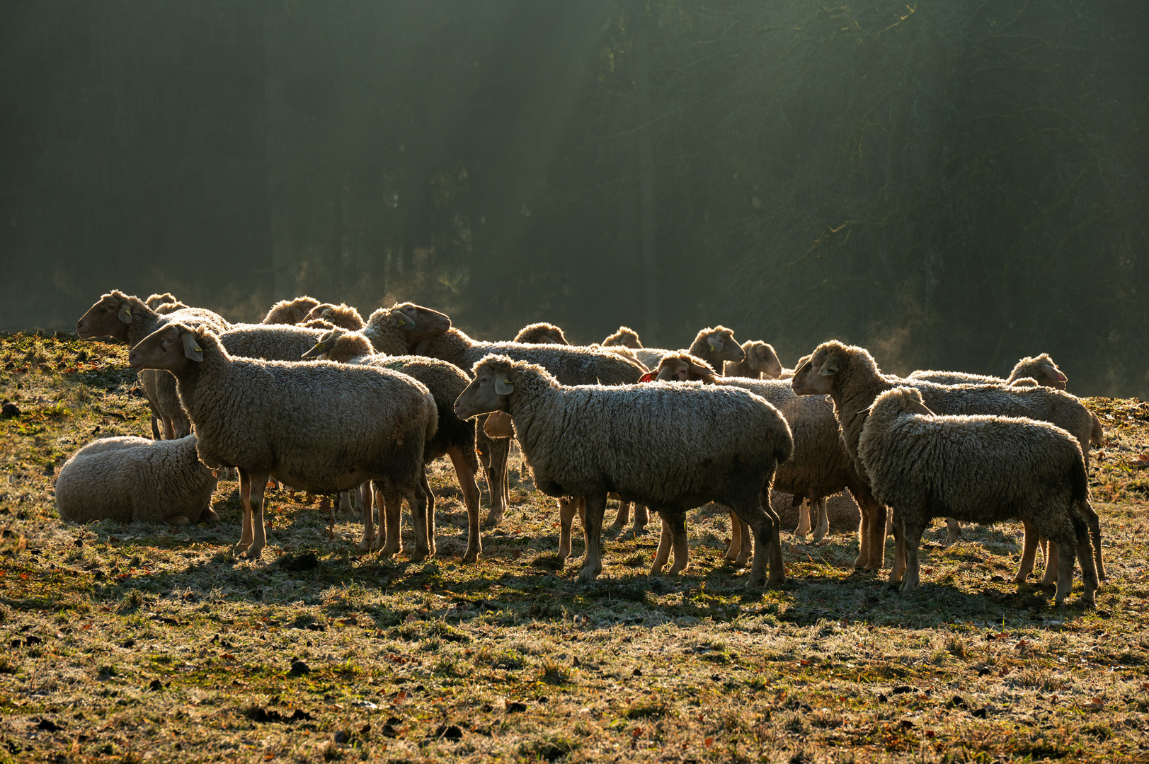 Die Schafherde - Le troupeau de moutons