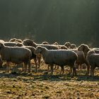 Die Schafherde - Le troupeau de moutons