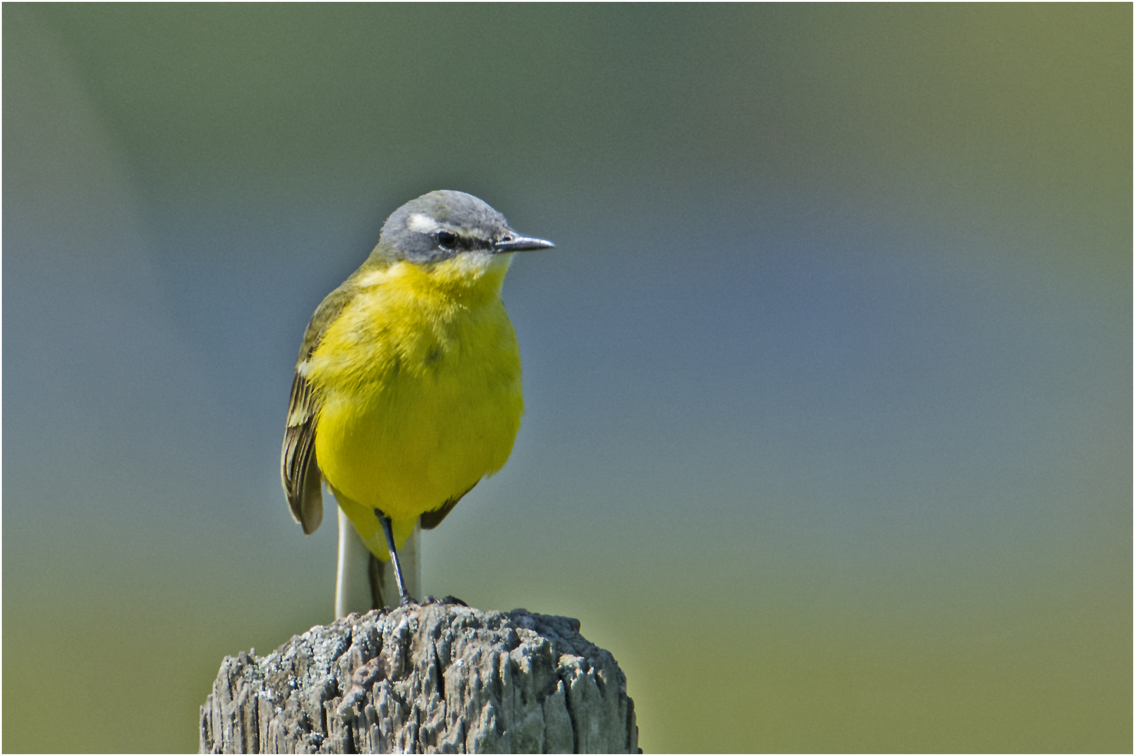 Die Schafstelze (Motacilla flava) . . .