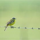 Die Schafstelze (Motacilla flava) machte durch ihren . . .