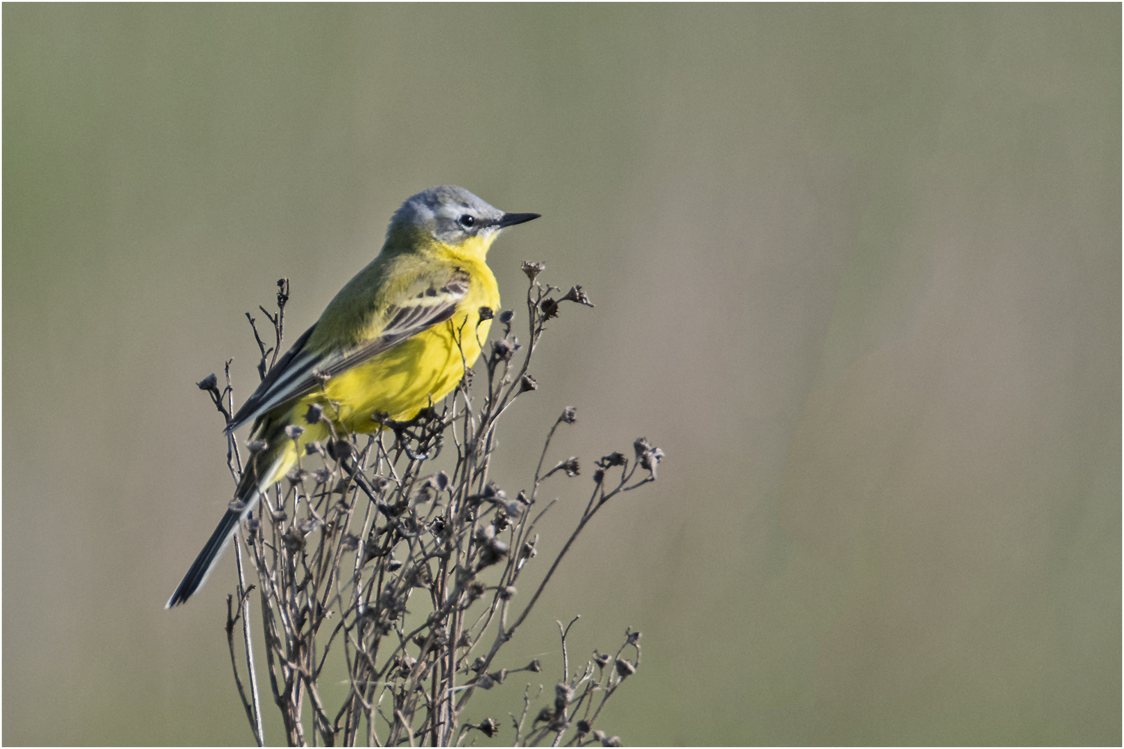 Die Schafstelze (Motacilla flava) verschaffte sich . . .