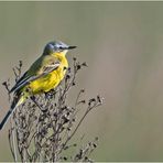 Die Schafstelze (Motacilla flava) verschaffte sich . . .