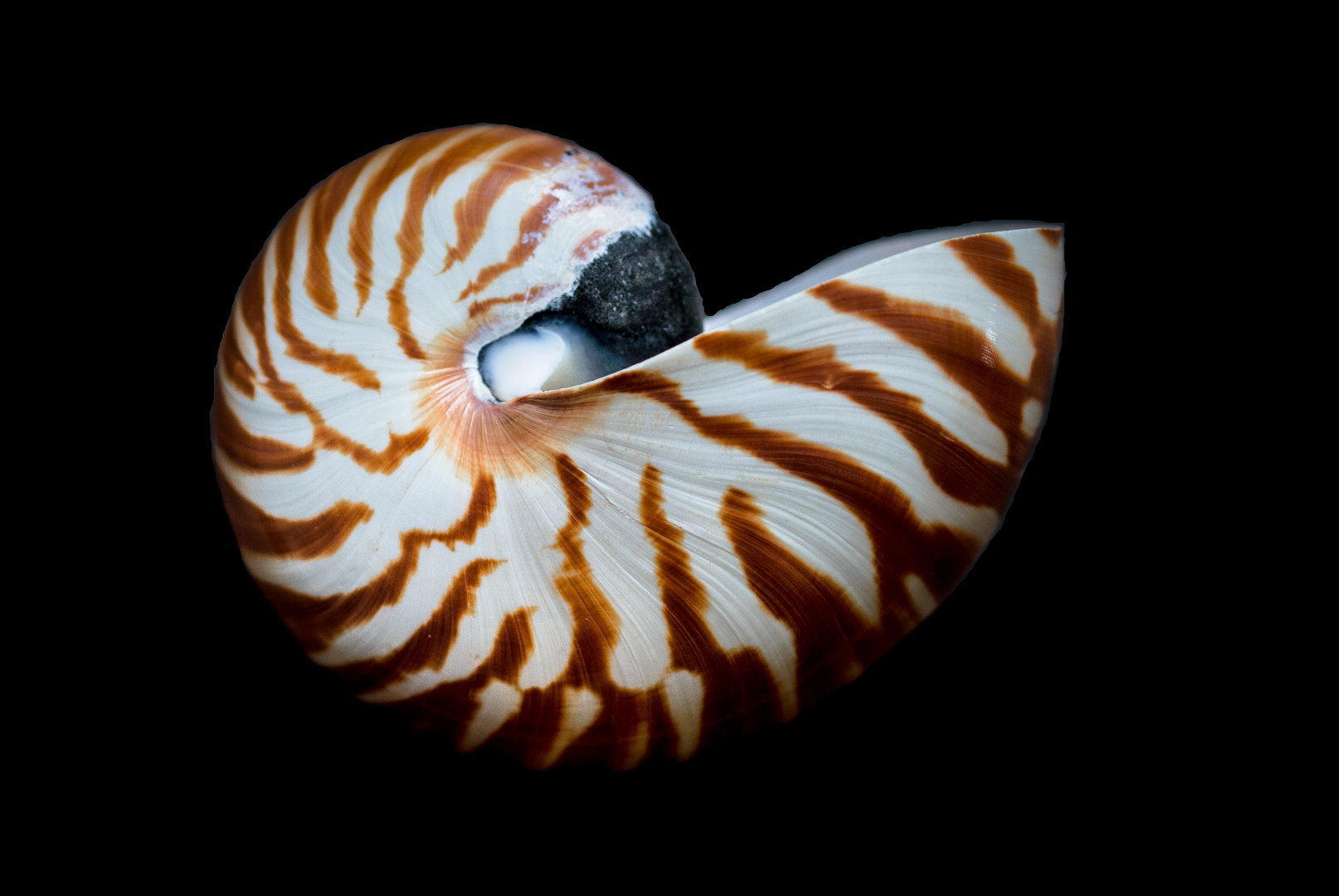 die schale einer nautilus