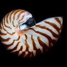 die schale einer nautilus