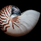 die schale einer nautilus (gemeines perlboot)