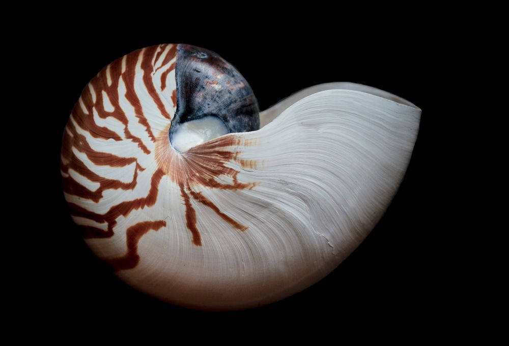 die schale einer nautilus (gemeines perlboot)