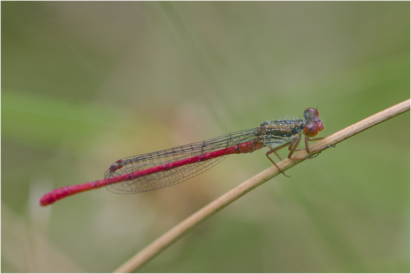 Die Scharlachlibelle (Ceriagrion tenellum), auch Zarte Rubinjungfer genannt, konnte ich . . .