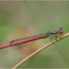 Die Scharlachlibelle (Ceriagrion tenellum), auch Zarte Rubinjungfer genannt, konnte ich . . .