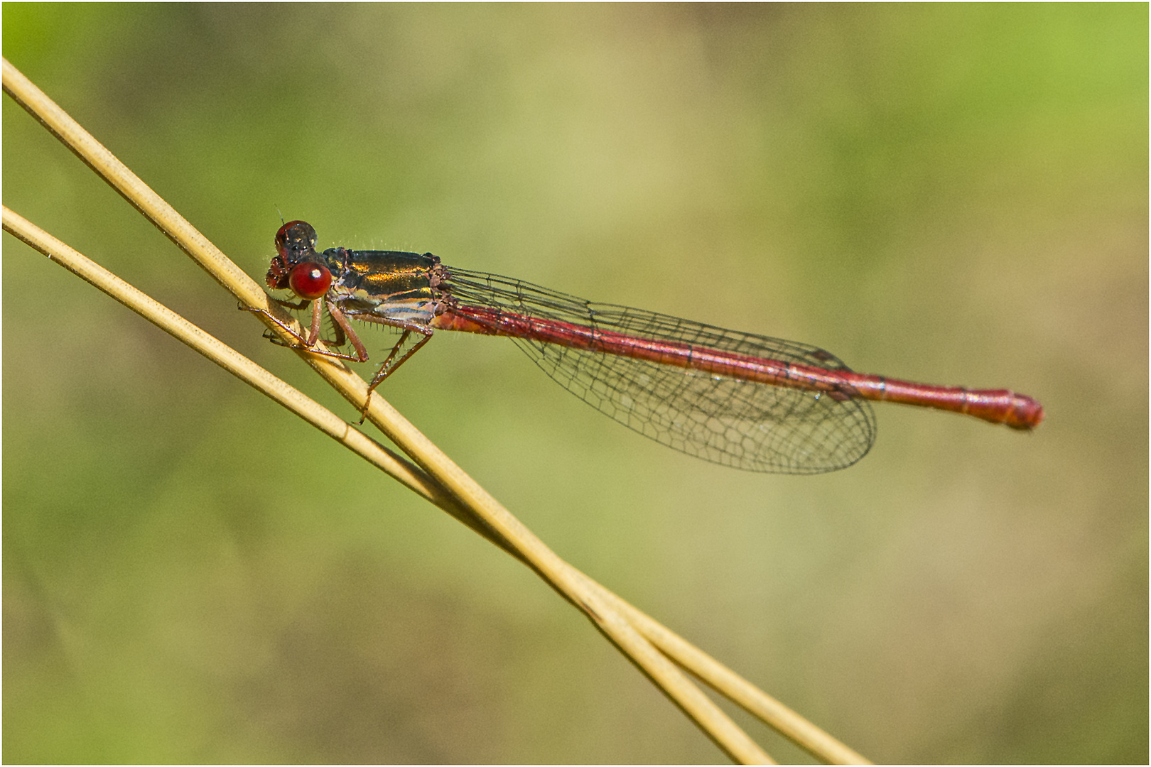 Die Scharlachlibelle (Ceriagrion tenellum) entdeckte ich . . .