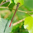 Die Scharlachlibelle (Ceriagrion tenellum) oder auch . . .