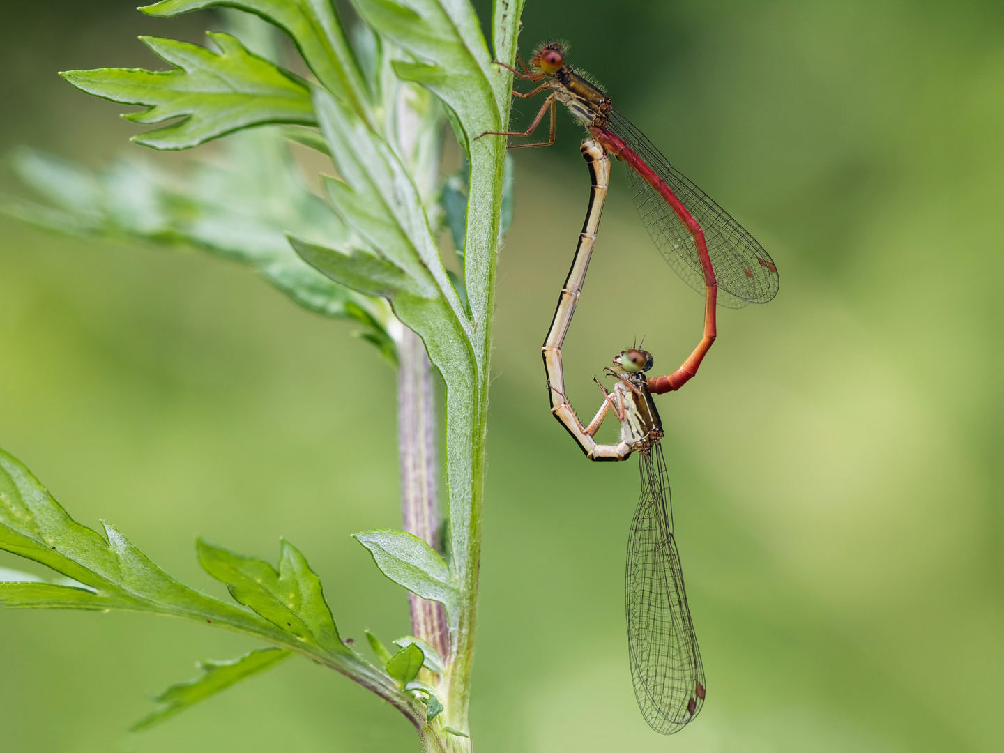 Die Scharlachlibellen (Ceriagrion tenellum) ...