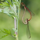 Die Scharlachlibellen (Ceriagrion tenellum) ...