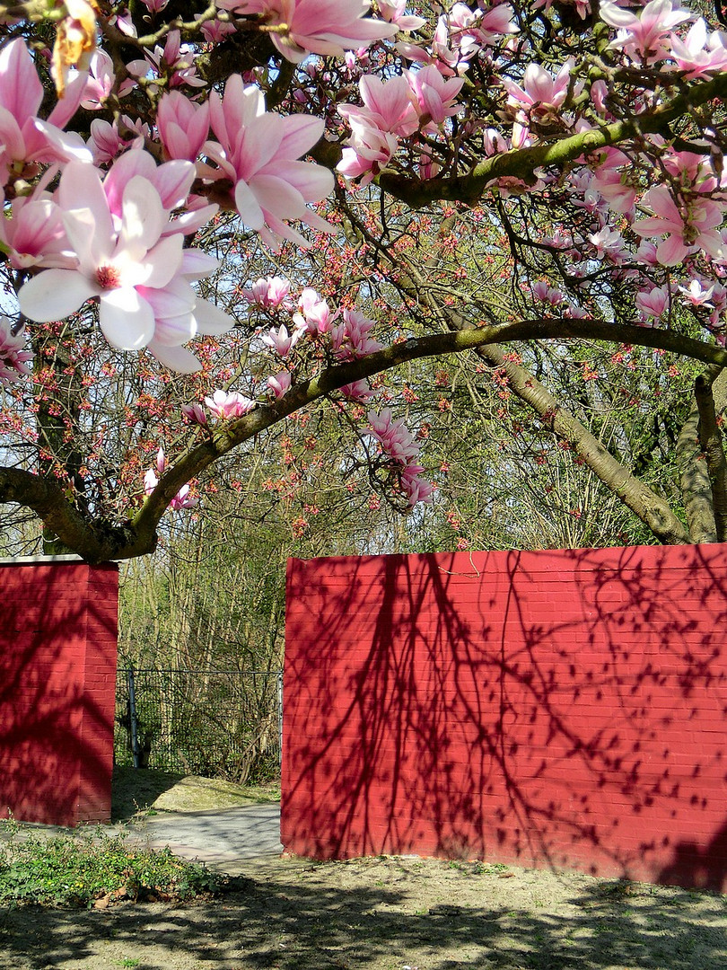 Die Schatten des Frühlings