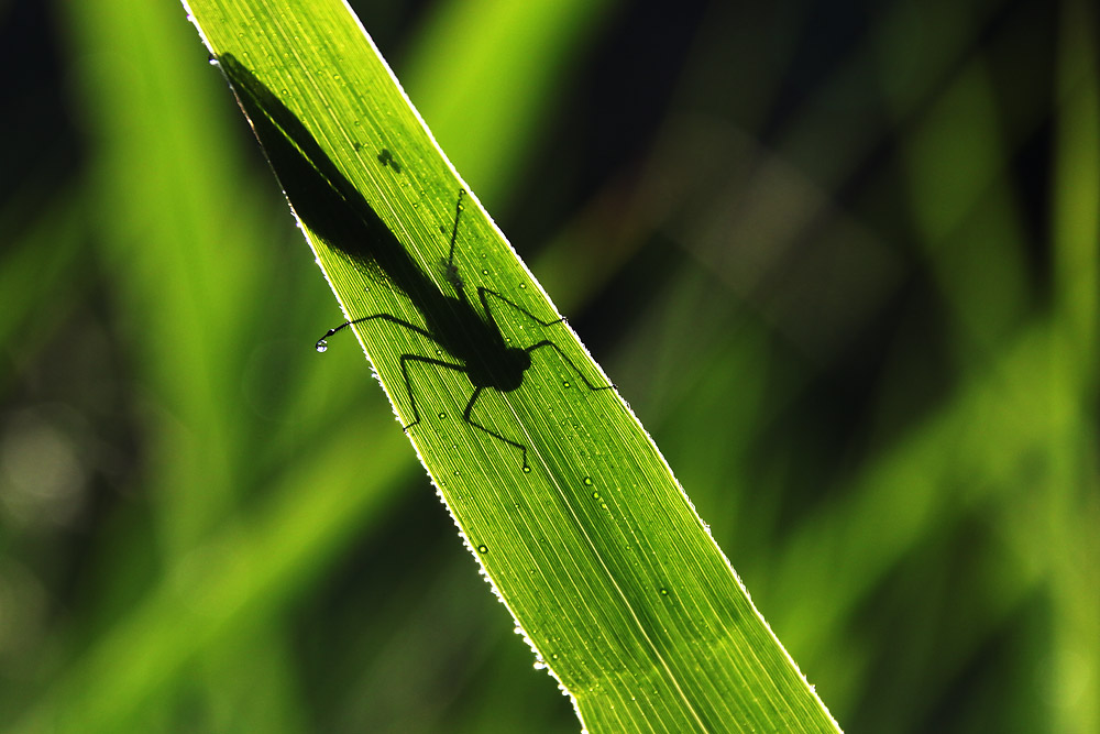 die "Schatten-Libelle"