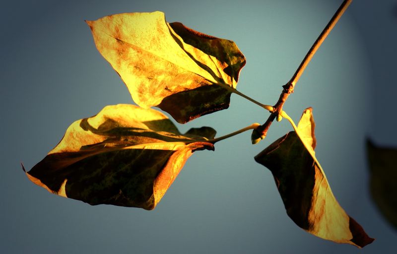 Die Schatten werden länger