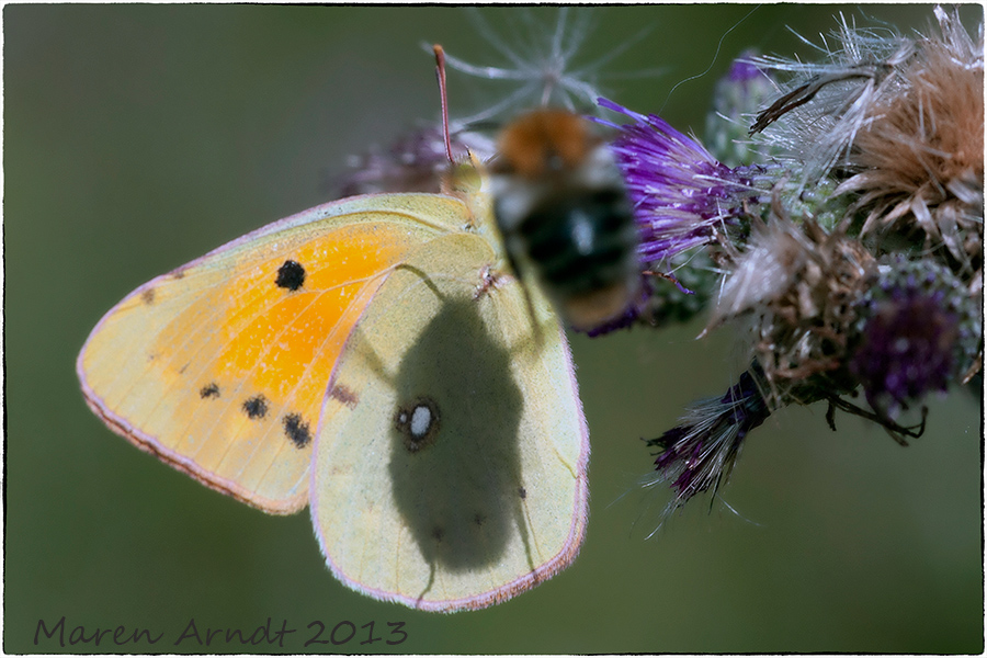 Die Schattenhummel