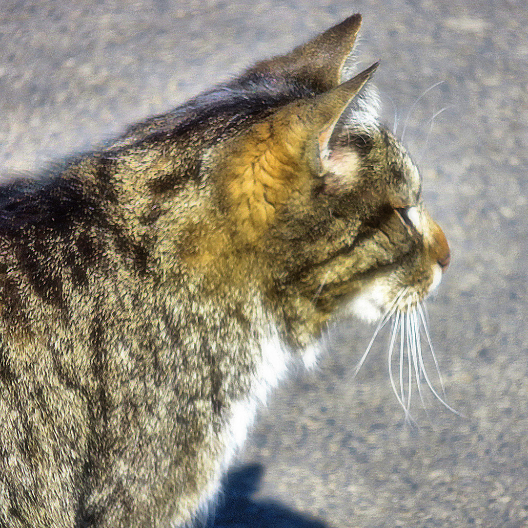 Die Schattenkatze