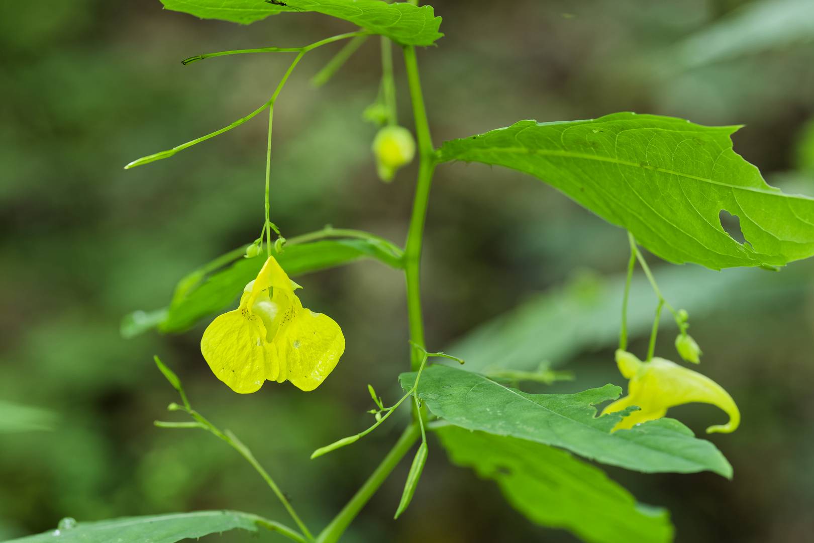 Die Schattenpflanze "Großes Springkraut"