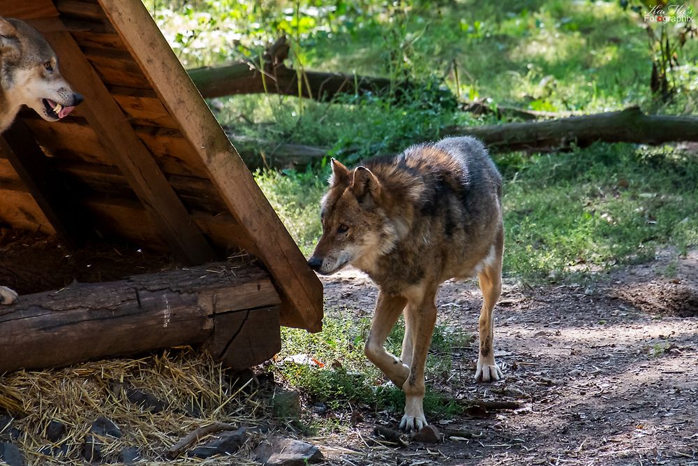 Die schattige Hütte